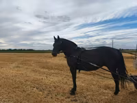 母马, Horses — 照片 3