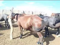 Yegua, Caballos — foto 2