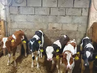 Бұқа, Simmental cattle — 2-сурет