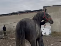 Kůň, Orlov Trotter — foto 6