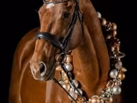 Caballo, Thoroughbred horse — foto 1