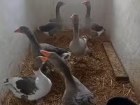 Duńska szara i szarobrokatna gęś — zdjęcie 1