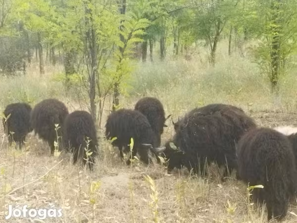 Kos, Racka sheep — Magyarország