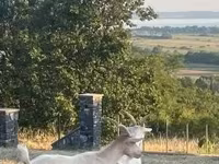 Cabra, Saanen goat — foto 5