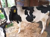 Touro, Russian Black pied cattle — foto 1