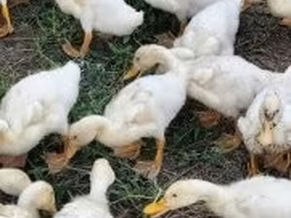 Německý pekin