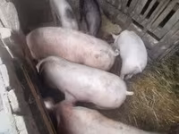Boar, Pigs — photo 2