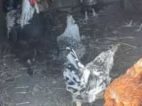 Danimarka toyuğu — foto 1