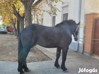 Caballo, Caballos — foto 2