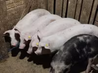 Säue, Schweine — Foto 2
