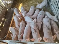 Pigs (batch, sex not specified), Pigs — photo 4