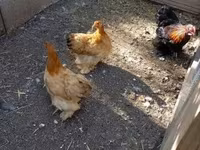 Chickens — Foto 3