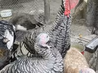 Turkeys — 1. fotó