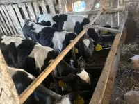 Bika, Holstein fajta — 3. fotó
