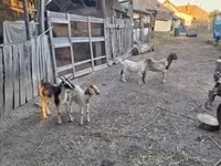 公山羊, Goats — 照片 4