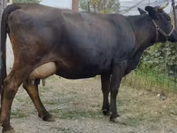 母牛, Simmental cattle — 照片 2