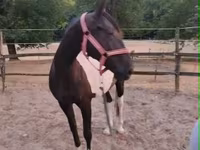 Kanca, Appaloosa — 4. fotó