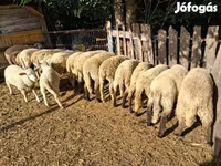 Ovejas (lote, sexo no especificado), Ovejas — foto 4
