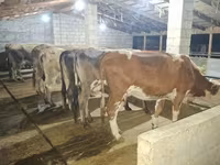 Vaca, Raza Alatau — foto 1