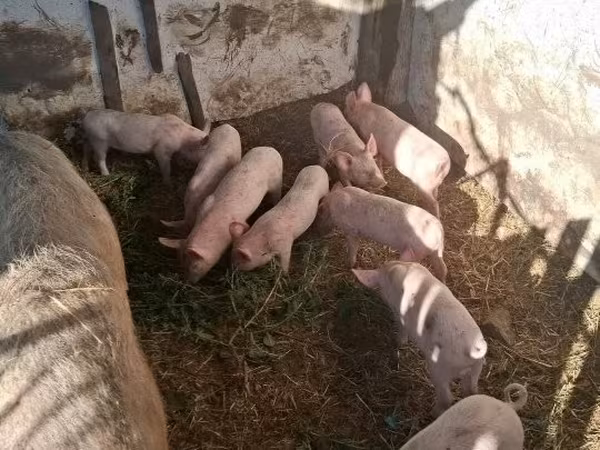 Säue, Schweine — Ungarn