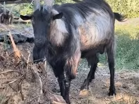 公山羊, Goats — 照片 2