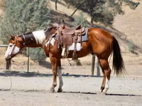 Hing, American paint horse — 4. fotó