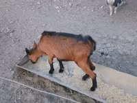 母山羊, Alpine goat — 照片 6