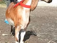 母山羊, Nubian Goat — 照片 2