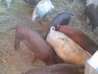 Boar, Pigs — photo 3