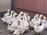 Ducks — foto 1