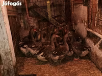 Geese — Foto 3
