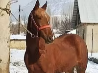 حصان, Karabair horse — الصورة 3
