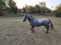 घोड़ा, Lipizzaner — फ़ोटो 1