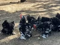 Bantam de Pequim — foto 2