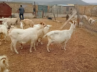 Cabra, Saanen goat — foto 3