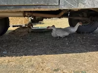Ducks — photo 1