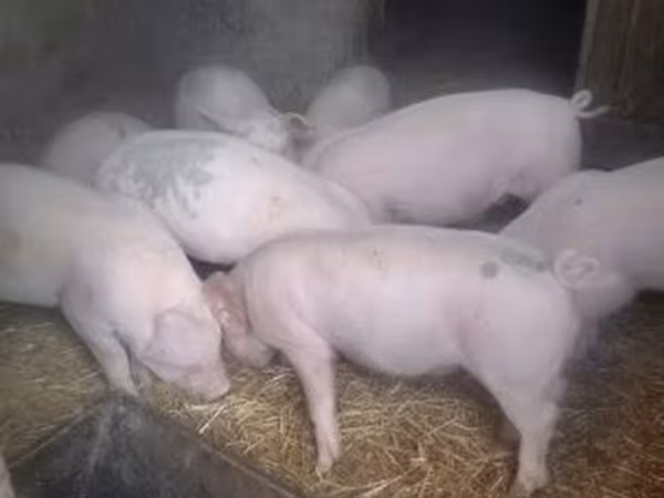 Sow,  — Hungary