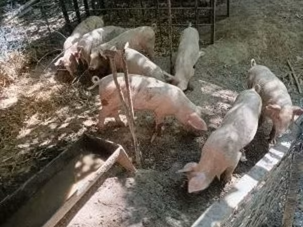 Boar,  — Hungary