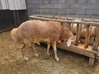 Bélier, Arashan sheep — photo 4