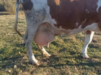 Tehén, Simmental cattle — 2. fotó