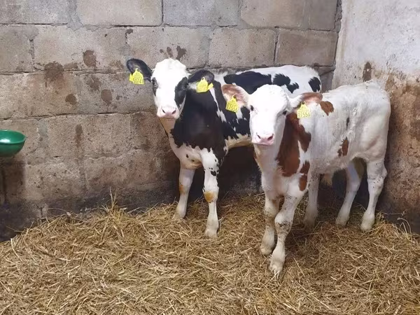 Býk, Simmental cattle
