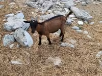 Cabra, Cabras — foto 3