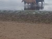 Yegua, Kustanai horse — foto 1