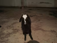 Koza, Kozy — foto 2