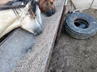 Yegua, Horse breed — foto 2