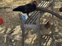 Chickens — الصورة 3