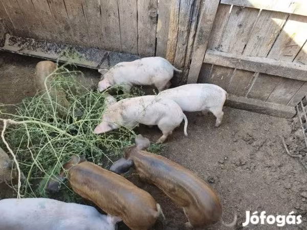 Pigs (batch, sex not specified),  — Hungary