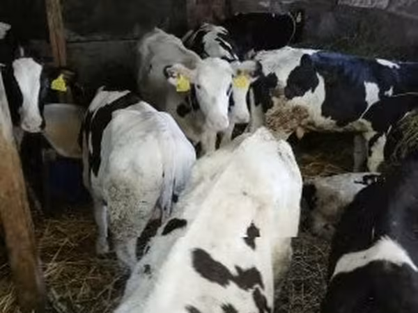 Bull, Russian Black pied cattle — Hungary