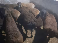 Carneiro, Hissar sheep — foto 3