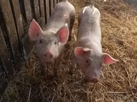 Boar, Pigs — photo 2